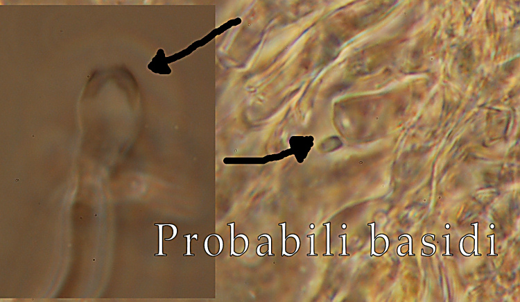 Botryobasidium aureum e il suo anamorfo Haplotrichum aureum